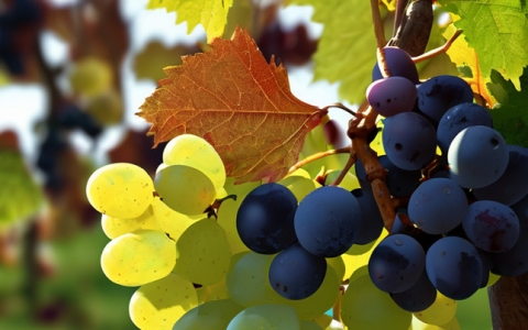 重慶進口紅酒直營 臺灣政客盼與澳洲鳳梨換紅酒